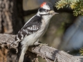 Downy Woodpecker (male) - Griffith Woods Park, Calgary