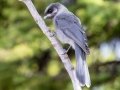Canada Jay - Johnston Canyon, Banff National Park