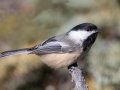 Black-capped Chickadee - Griffith Woods Park, Calgary