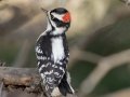 Downy Woodpecker (male) - Griffith Woods Park, Calgary