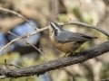 Red-breasted Nuthatch - Griffith Woods Park, Calgary