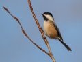 Black-capped Chickadee - Griffith Woods Park, Calgary
