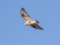 Rough-legged Hawk - Water Valley