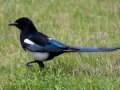 Black-billed Magpie - Canmore Visitor Center