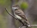 Alder Flycatcher - Bryant Creek, Sibbald Creek Road, west of Calgary