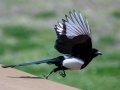 Black-billed Magpie - Canmore Visitor Center