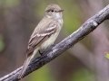 Alder Flycatcher - Bryant Creek, Sibbald Creek Road, west of Calgary
