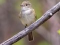 Alder Flycatcher - Bryant Creek, Sibbald Creek Road, west of Calgary