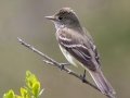 Alder Flycatcher - Bryant Creek, Sibbald Creek Road, west of Calgary