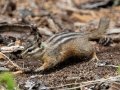 Least Chipmunk - Goat Creek Trail, Banff NP