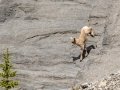 Bighorn Sheep - Goat Creek Trailhead, Kananaskis Country