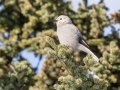 Clark's Nutcracker - Lake Louise, Banff NP