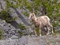 Bighorn Sheep - Goat Creek Trailhead, Kananaskis Country