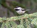 Black-capped Chickadee - Griffith Woods Park, Calgary