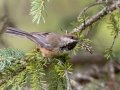 Boreal Chickadee - Griffith Woods Park, Calgary