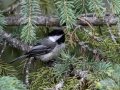 Black-capped Chickadee - Griffith Woods Park, Calgary