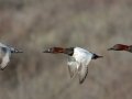 Canvasback