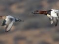 Canvasback