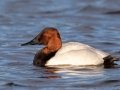 Canvasback