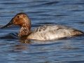 Canvasback