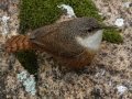 Canyon Wren