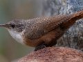 Canyon Wren