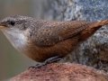 Canyon Wren