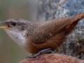 Canyon Wren