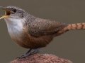 Canyon Wren