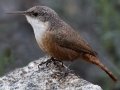 Canyon Wren