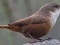 Canyon Wren