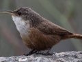 Canyon Wren