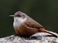 Canyon Wren