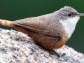 Canyon Wren