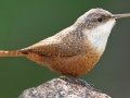Canyon Wren