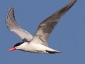 Caspian Tern
