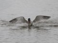 Caspian Tern