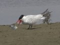 Caspian Tern