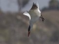 Caspian Tern
