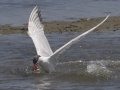 Caspian Tern