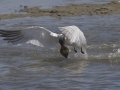 Caspian Tern