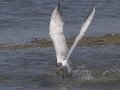 Caspian Tern