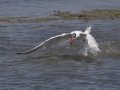 Caspian Tern