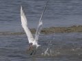 Caspian Tern