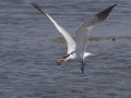 Caspian Tern