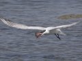 Caspian Tern