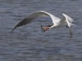 Caspian Tern
