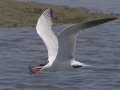 Caspian Tern