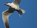 Caspian Tern