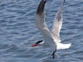 Caspian Tern